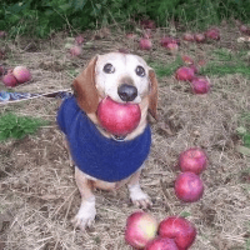 dog with apple in mo