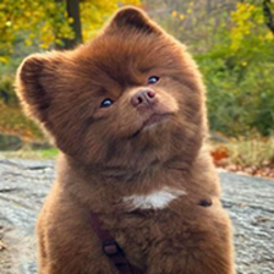 Bertram The Pomerani